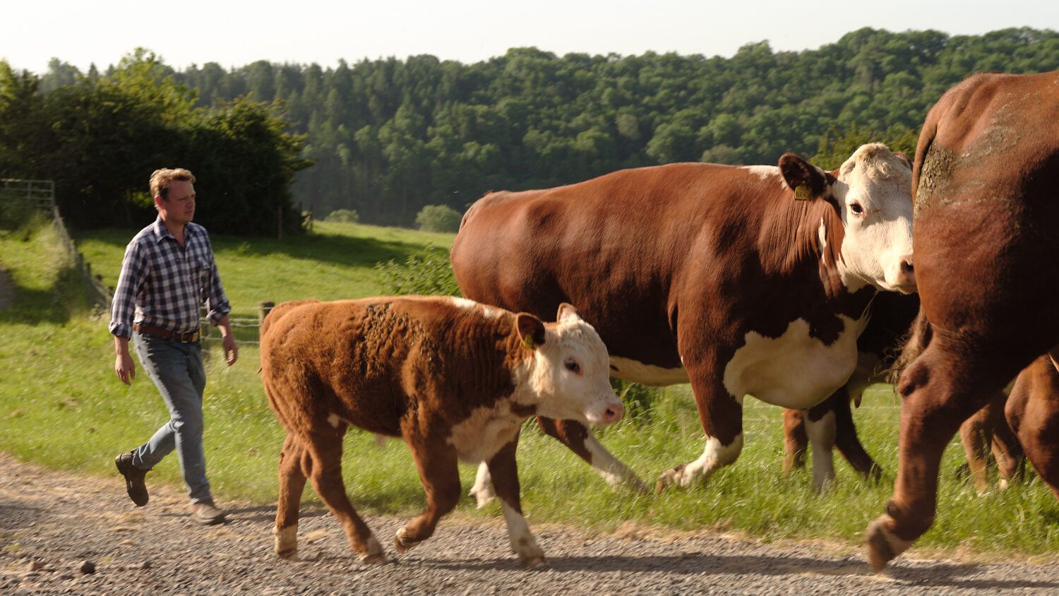 Herefordcows